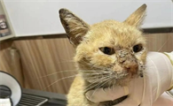 猫黄疸死的时候是什么样的