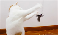 Karlie逗猫棒：激活猫咪野性，塑造健康体魄