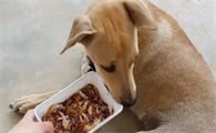 狗狗不吃东西原因是什么