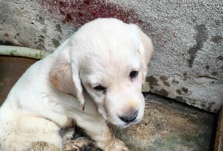 花2500元买到“星期狗”,消费者把宠物店告了 花2500元买到“星期狗”,消费者把宠物店告了