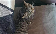 母猫生产后体温高咋回事
