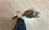 不小心踩到猫咪尾巴没有叫