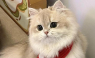 猫咪黑下巴的原因是什么引起的