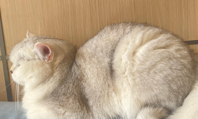 母猫尿血什么原因引起的