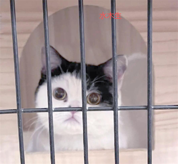 水木生猫笼:小户型养宠的神器,让猫咪与主人皆大欢喜 水木生猫笼:小户型养宠的神器,让猫咪与主人皆大欢喜