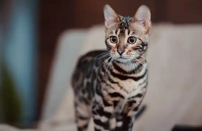 野性与优雅并存：探秘豹猫品种的独特魅力