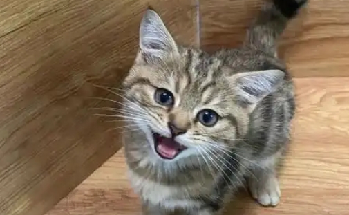 猫关节炎这种病严重吗