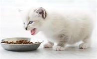 猫的健康状况怎么看