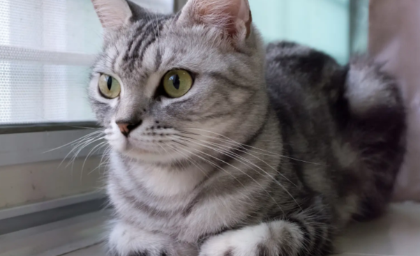 为什么美国短毛猫受欢迎？因为它适配于各种家庭场景
