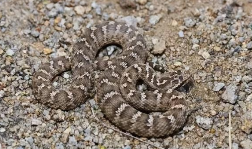 蝮蛇:从保护级别看野生种群的生存现状 蝮蛇:从保护级别看野生种群的生存现状