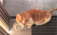 猫膀胱炎尿血怎么治疗
