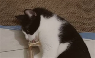 猫咪哮喘是什么引起的
