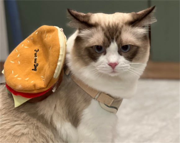 宠物猫咪舔毛正常吗
