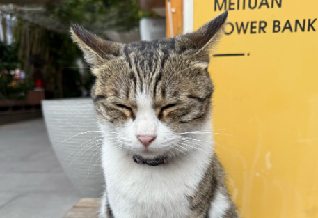 哺乳期母猫感冒怎么办