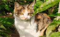 猫合胞体病毒感染