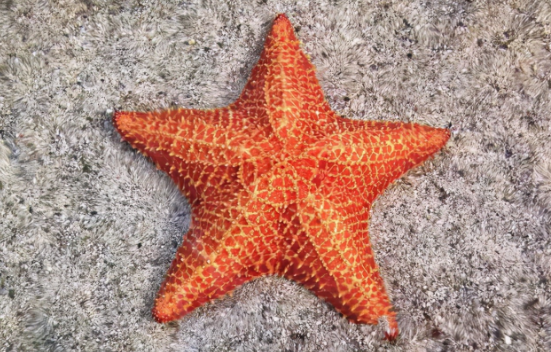 海星的嘴在哪里