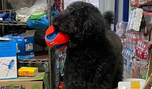 让爱宠的玩耍时光更精彩,试试Petmate互动足球! 让爱宠的玩耍时光更精彩,试试Petmate互动足球!