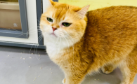 猫的舌头有什么作用