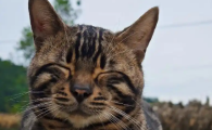 猫咪走路走不稳是什么病引起的