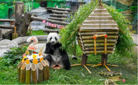 首只在俄出生大熊猫“喀秋莎”迎来两岁生日 首只在俄出生大熊猫“喀秋莎”迎来两岁生日