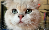 猫尿失禁的原因