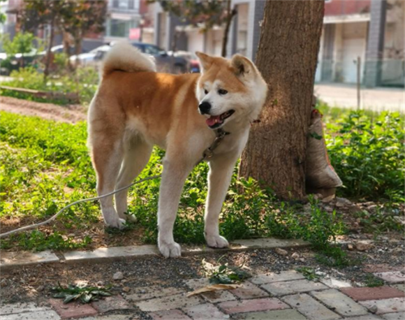 解析秋田犬传染性肝炎,传播途径与防护要点 解析秋田犬传染性肝炎,传播途径与防护要点