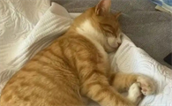 猫关节炎这种病严重吗