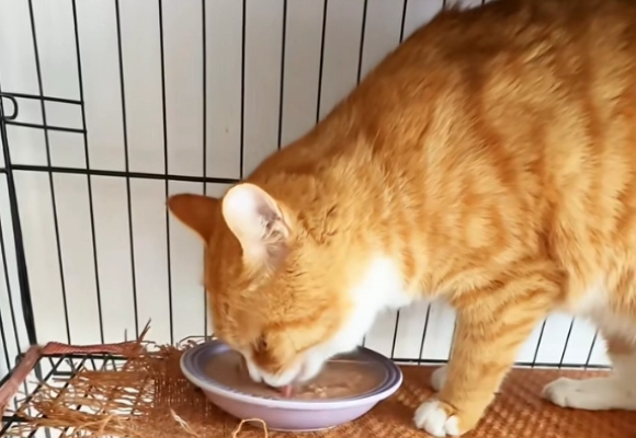 猫零食品牌有哪些?麦富迪全系列测评,这5款让主子疯狂上头! 猫零食品牌有哪些?麦富迪全系列测评,这5款让主子疯狂上头!