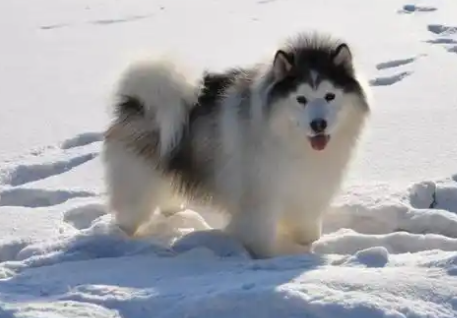 为什么很多人后悔养阿拉斯加雪橇犬?原来,是有这5个硬伤 为什么很多人后悔养阿拉斯加雪橇犬?原来,是有这5个硬伤
