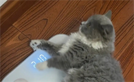 猫咪体重下降的原因