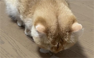 猫着凉了呕吐怎么治