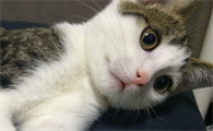 猫流感吃什么药好