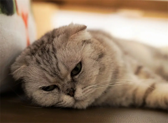 猫咪体温波动多少正常 猫咪体温波动多少正常
