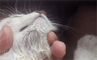 猫黑下巴用碘伏还是酒精