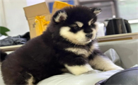 宠物狗生病会传染给人吗为什么