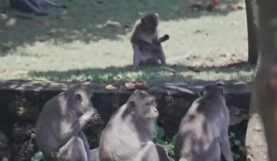 巴厘岛的“猴子大盗”精于“易货谈判” 巴厘岛的“猴子大盗”精于“易货谈判”