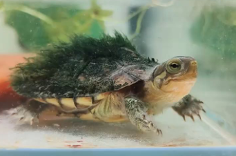 绿毛龟:水中的独特精灵,集动物与植物之美于一身 绿毛龟:水中的独特精灵,集动物与植物之美于一身