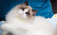 猫胰腺炎的血液检查能发现哪些异常指标