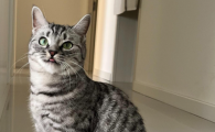 猫吐舌头是什么原因