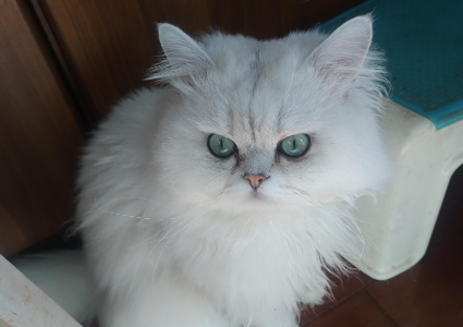 猫用头蹭人是什么意思