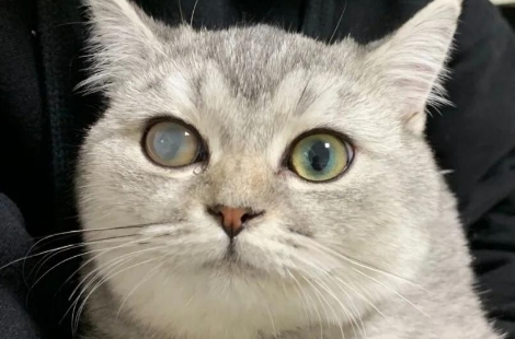 猫咪眼球混浊会自愈吗 猫咪眼球混浊会自愈吗