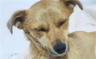 狗狗犬瘟多少天算撑过去了