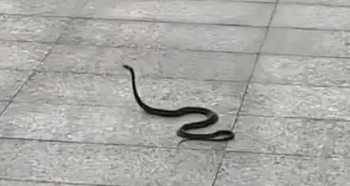 广东小区蛇出没频现,物业称未伤人,居民忧心搬离 广东小区蛇出没频现,物业称未伤人,居民忧心搬离