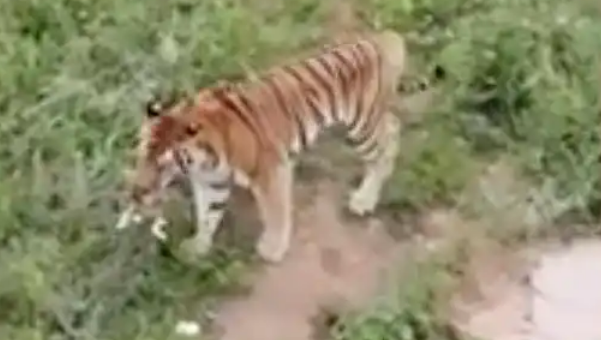 动物园一老虎咬死流浪猫,园方:存在工作失职 动物园一老虎咬死流浪猫,园方:存在工作失职