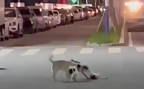 震撼!同伴倒地不起,狗狗集体马路守护大营救 震撼!同伴倒地不起,狗狗集体马路守护大营救