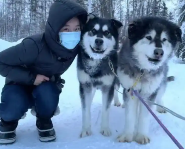 最古老的极地雪橇犬之一——阿拉斯加雪橇犬! 最古老的极地雪橇犬之一——阿拉斯加雪橇犬!