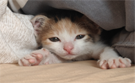 猫体温忽高忽低是什么原因导致的