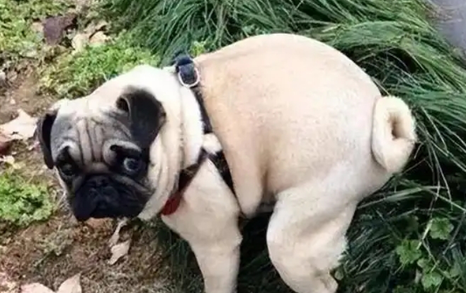 狗狗便秘的表现症状有哪些