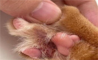 猫咪脚掌发烫，是发烧的明显信号吗