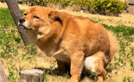 狗狗便秘可以吃什么药